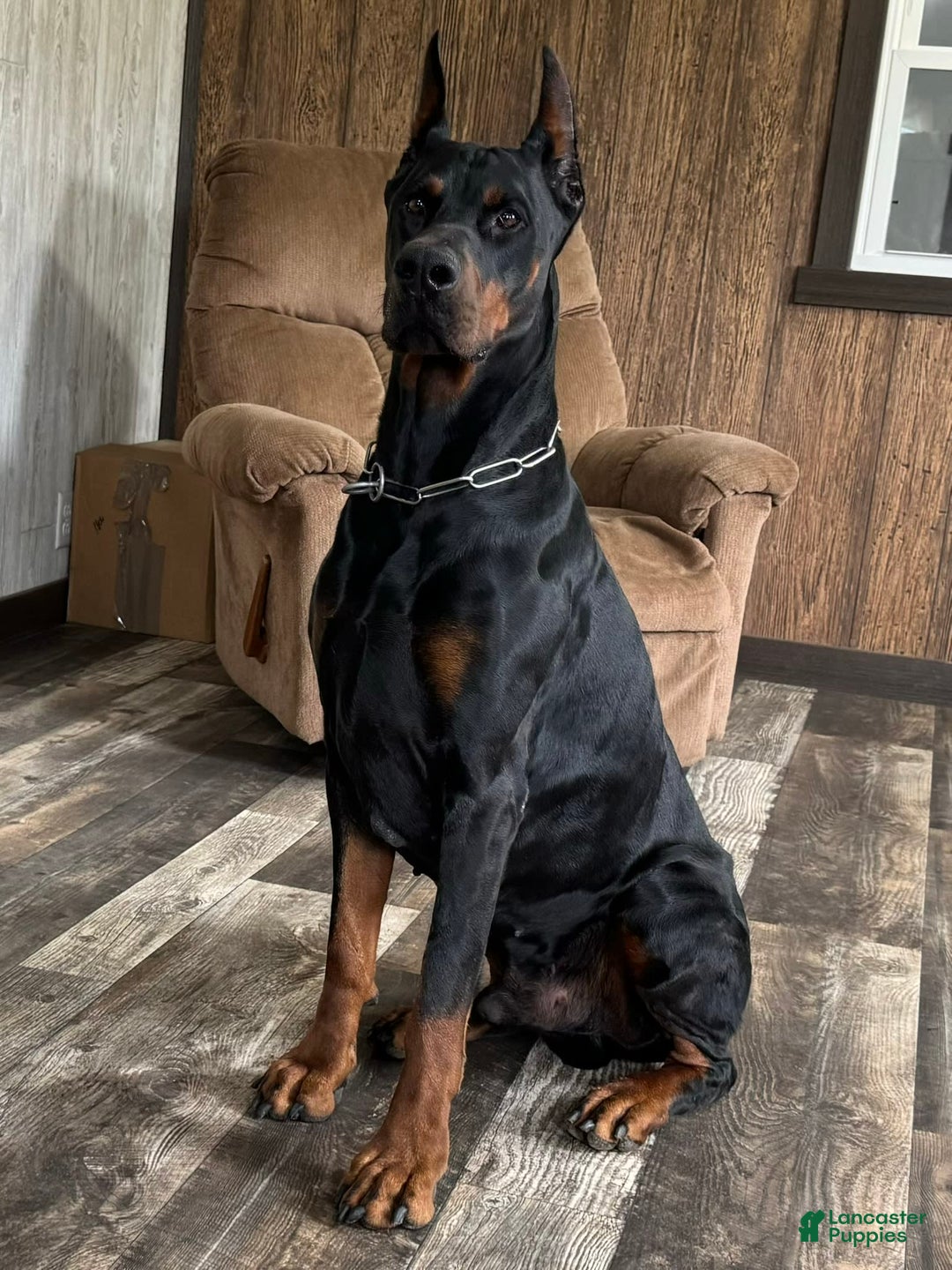 Doberman Pinscher dogs for sale: Stetson - Image 9