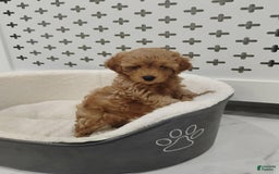 Maltipoo dogs for sale: Gavin - Image 3