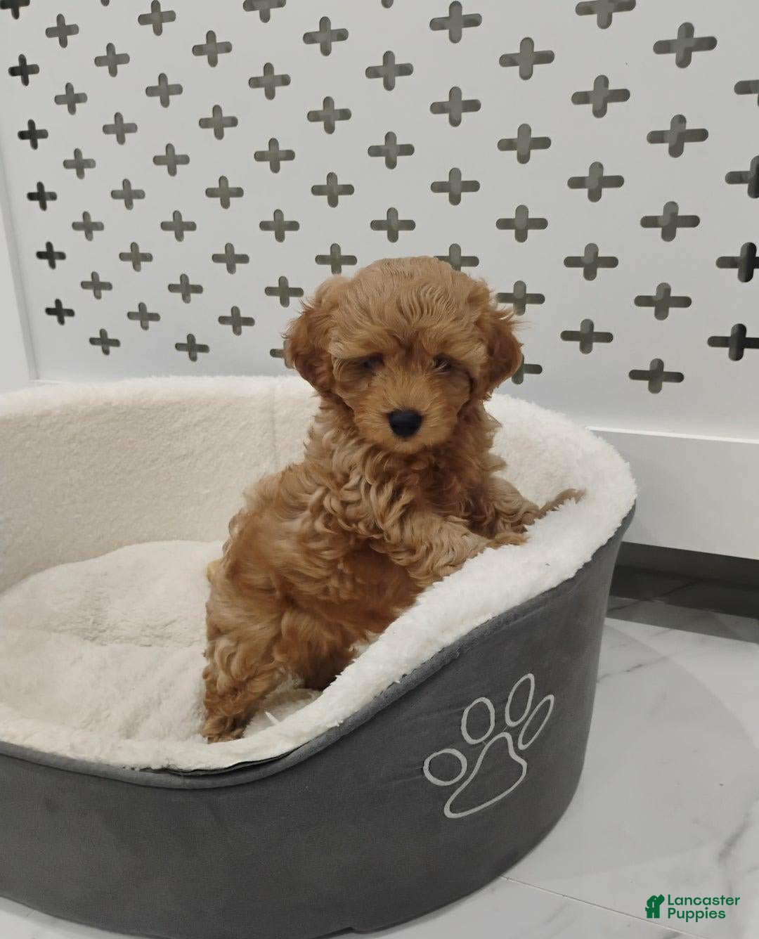 Maltipoo dogs for sale: Gavin - Image 3