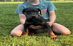 Doberman Pinscher dogs for sale: Mr. Black - Image 3