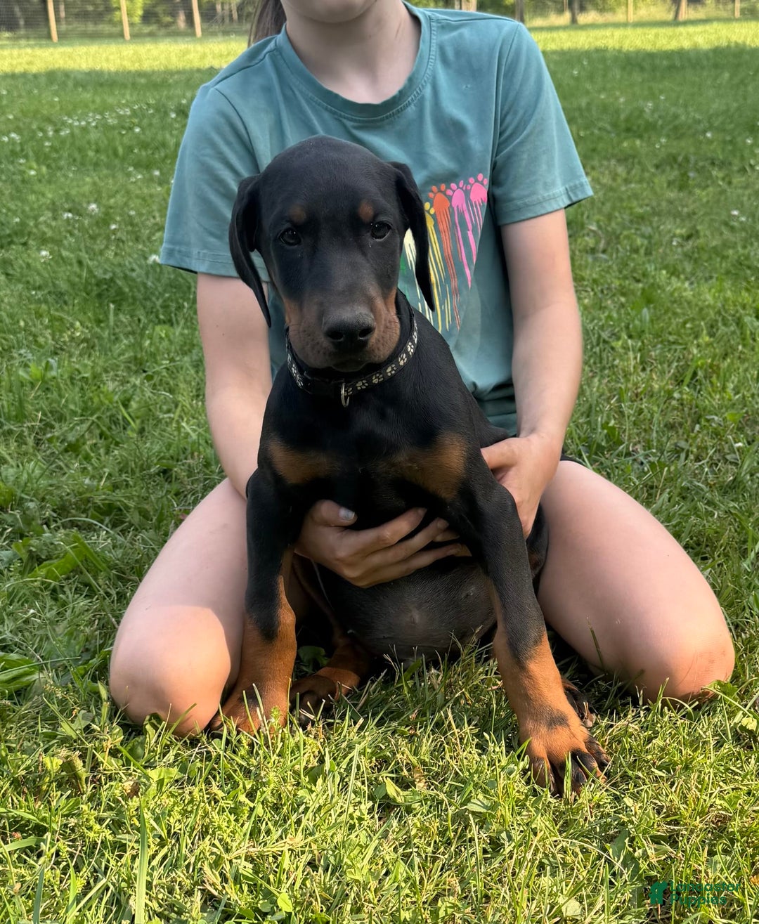 Doberman Pinscher dogs for sale: Mr. Black - Image 3