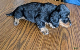 Miniature Dachshund dogs for sale: Brock - Image 7