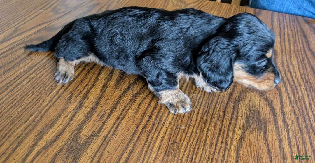 Miniature Dachshund dogs for sale: Brock - Image 7
