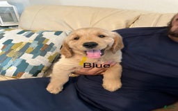 Golden Retriever dogs for sale: Blue - Image 1