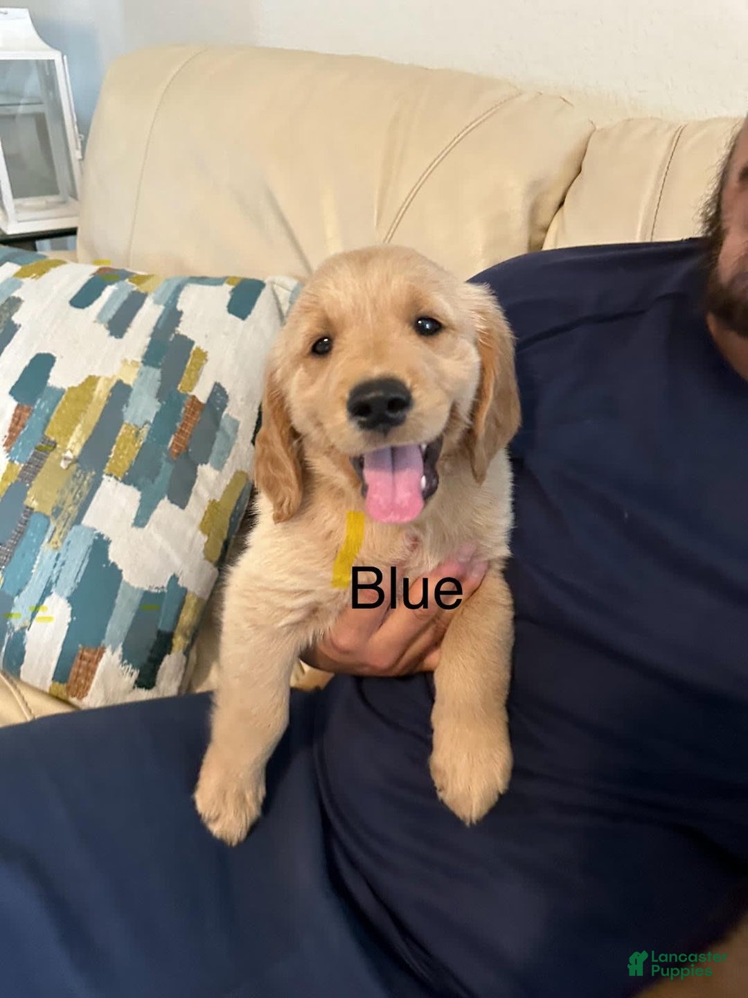 Golden Retriever dogs for sale: Blue - Image 1