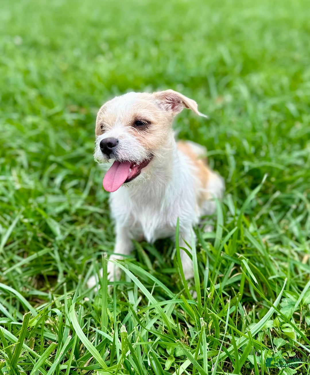 Yorkshire Terrier dogs for sale: Thelma - Image 9
