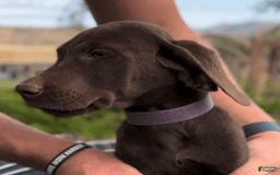 Labrador Retriever dogs for sale: Caramel - Image 4
