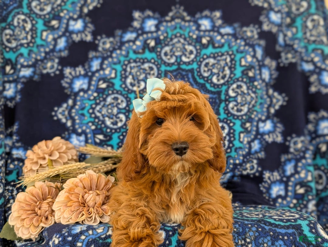 Cockapoo dogs for sale: Dustee - Image 13