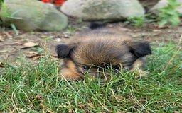 Pomeranian dogs for sale: Lacey - Image 3