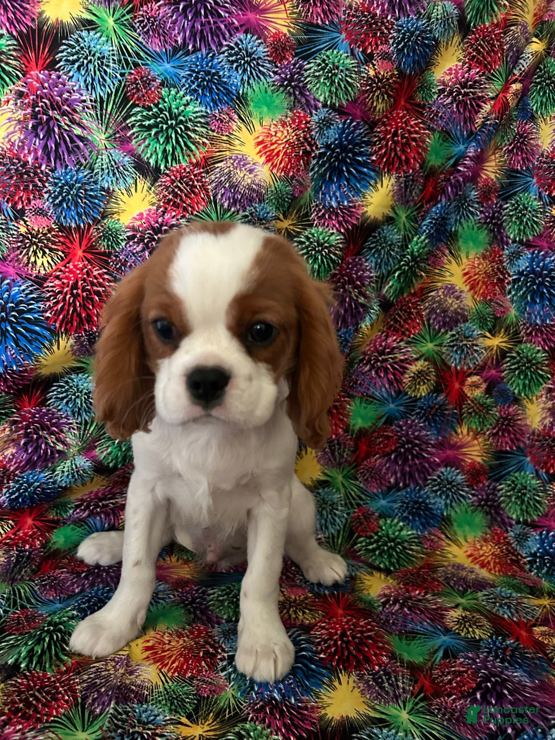 Cavalier King Charles Spaniel dogs for sale: Dyson - Image 1
