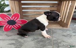 Boston Terrier dogs for sale: Bowser - Image 2