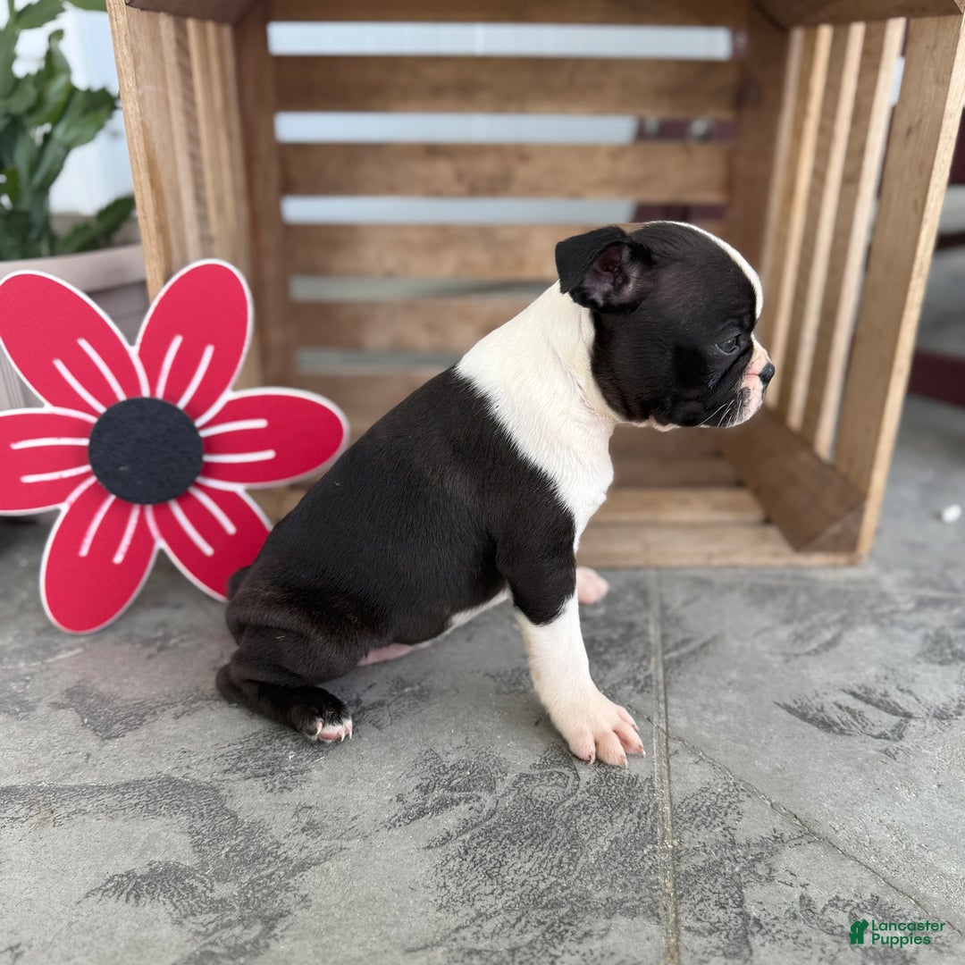 Boston Terrier dogs for sale: Bowser - Image 2