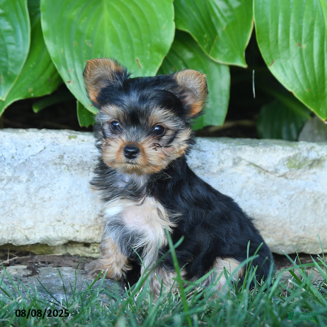 Yorkshire Terrier dogs for sale: Trixie - Image 1