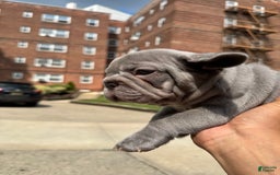 French Bulldog dogs for sale: Lucy - Image 1