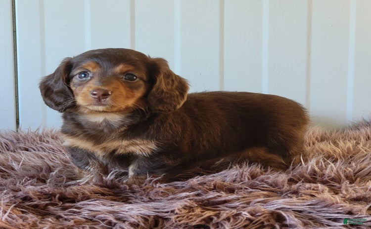 Miniature Dachshund dogs for sale - Ad 1