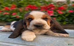 Basset Hound dogs for sale: Isabelle - Image 12