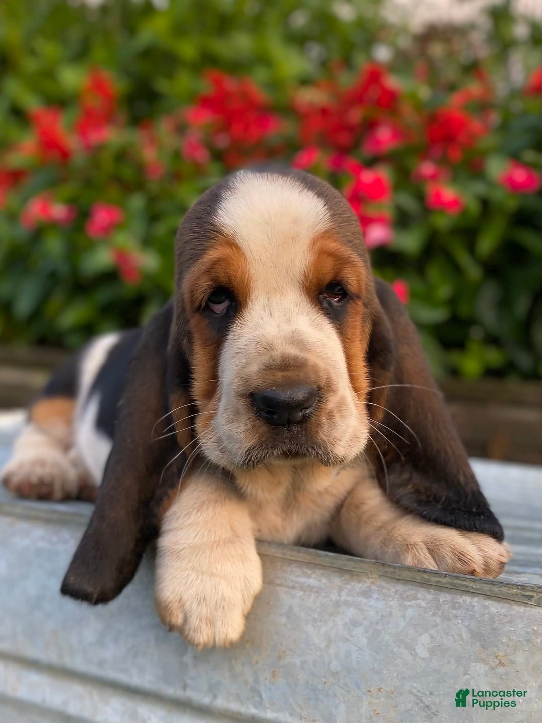 Basset Hound dogs for sale: Isabelle - Image 12