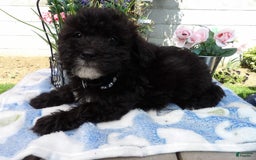Aussiedoodle dogs for sale: Smitty - Image 1