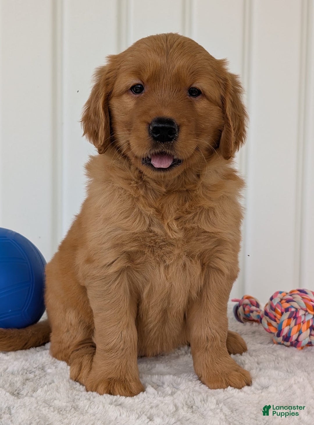 Golden Retriever dogs for sale: Daisy - Image 9