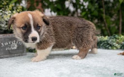 Welsh Corgi Pembroke dogs for sale: Micky - Image 2