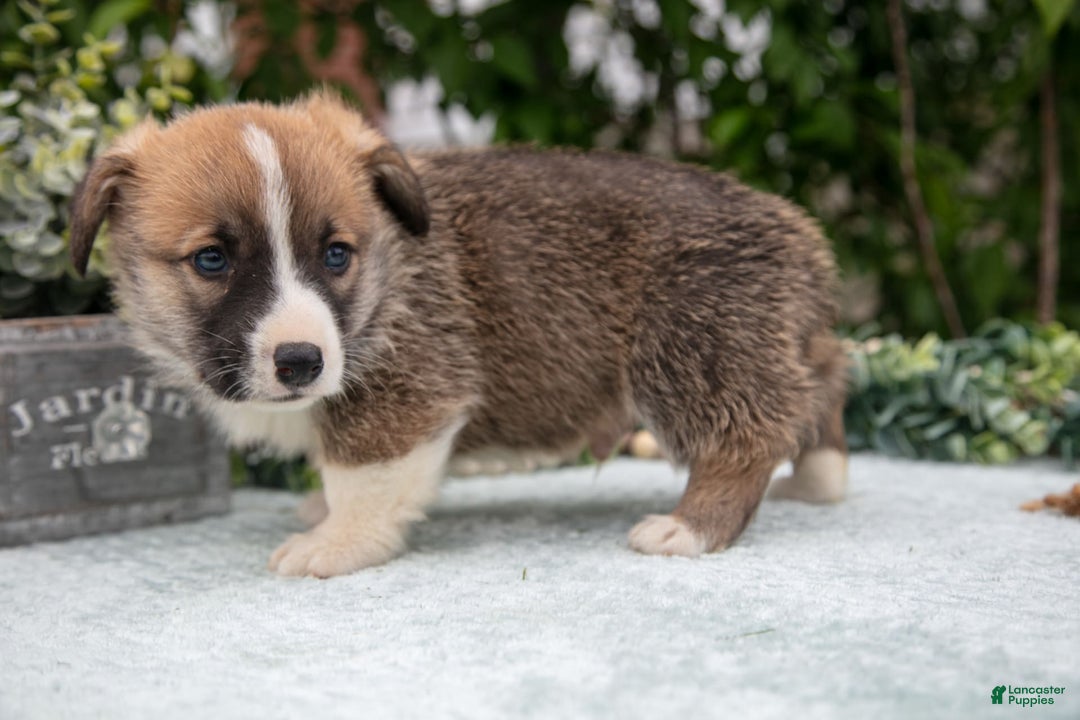 Welsh Corgi Pembroke dogs for sale: Micky - Image 2