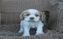 Cocker Spaniel dogs for sale: Rusty - Image 3