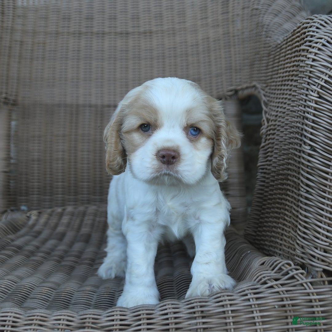 Cocker Spaniel dogs for sale: Rusty - Image 3
