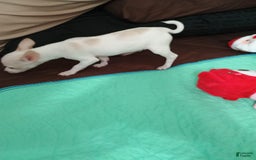 Chihuahua dogs for sale: Butters. Toy - Image 7