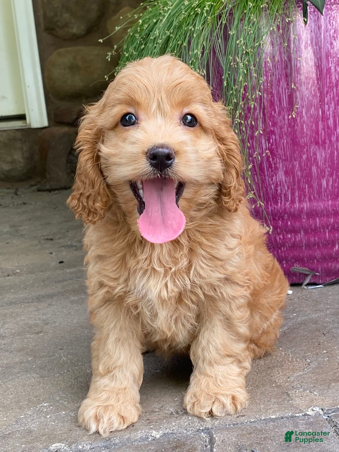Cockapoo dogs for sale: Nala - Image 4