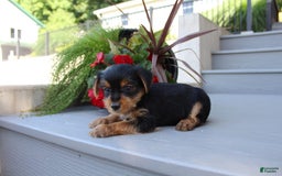 Yorkshire Terrier dogs for sale: Tucker - Image 15