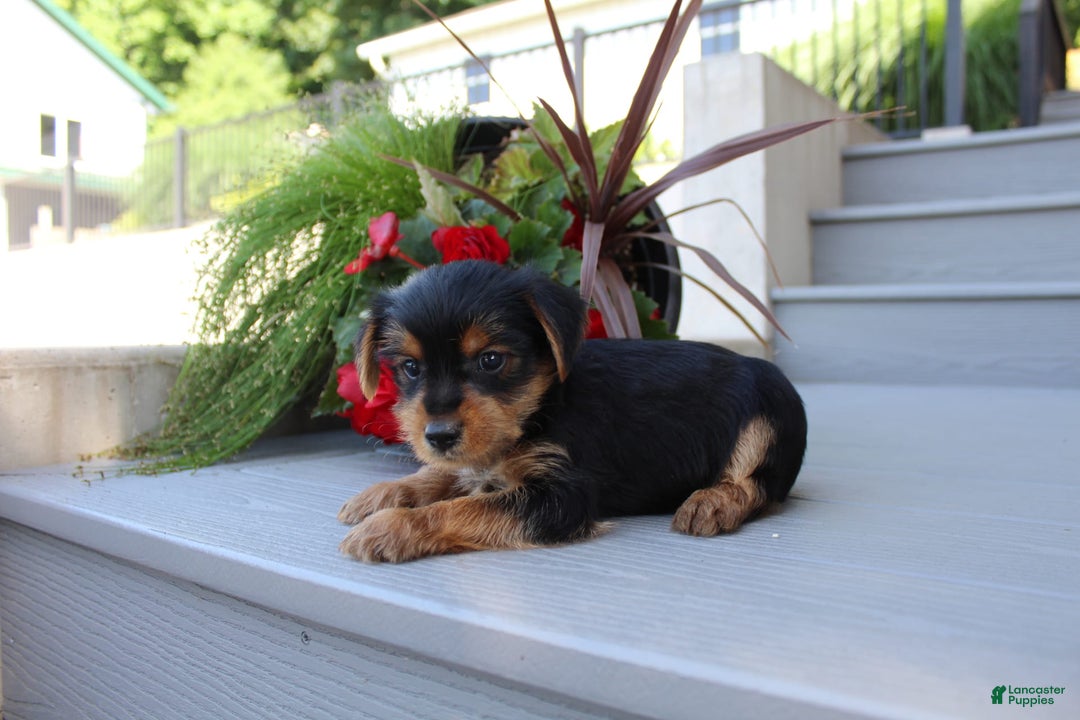 Yorkshire Terrier dogs for sale: Tucker - Image 15