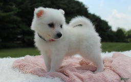 American Eskimo dogs for sale: Pompom - Image 3