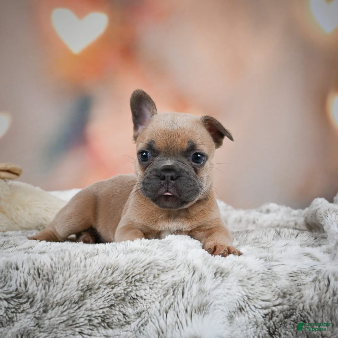 French Bulldog dogs for sale: Chase - Image 5