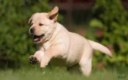 Airedale Terrier dogs for sale: Airedale Terrier litter of 4 puppies - Image 1