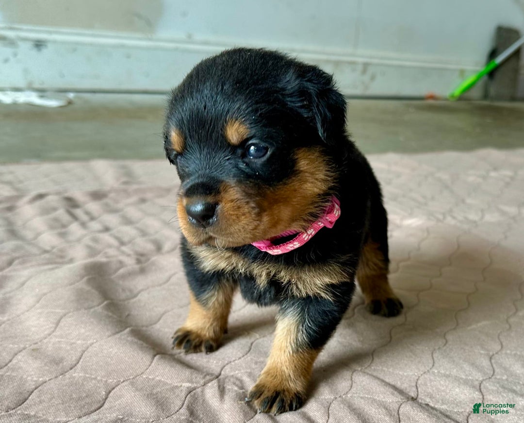 Rottweiler dogs for sale: Violet Collar - Image 8