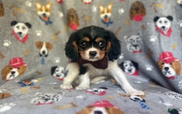 Cavalier King Charles Spaniel dogs for sale: Chewy - Image 3