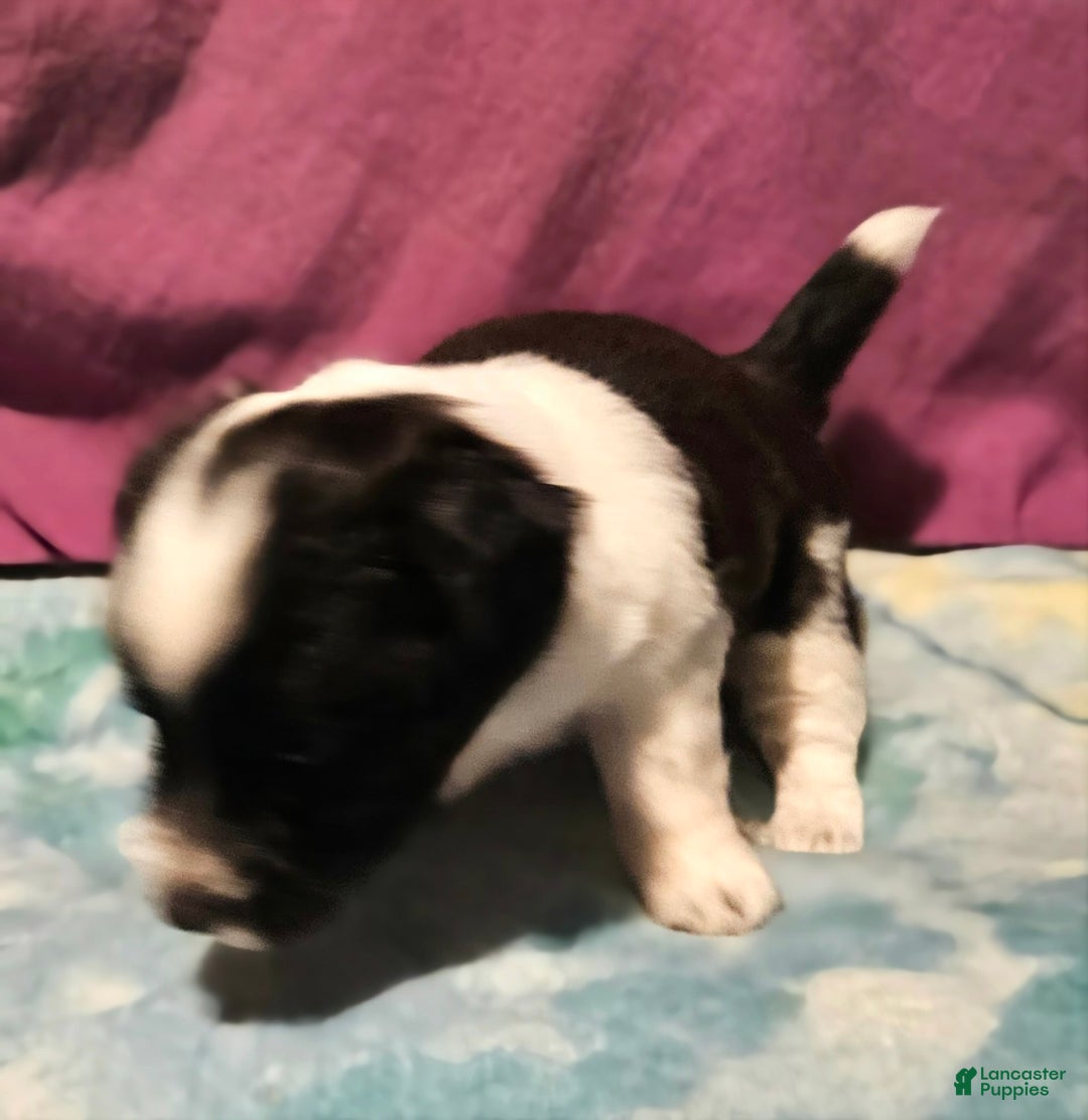 Chihuahua dogs for sale: Mani - Image 11