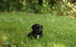 Shih Tzu dogs for sale: Max - Image 1