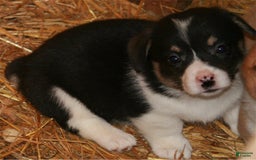 Welsh Corgi Pembroke dogs for sale: Burito - Image 3