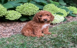 Mini Goldendoodle dogs for sale: Pebbles - Image 4