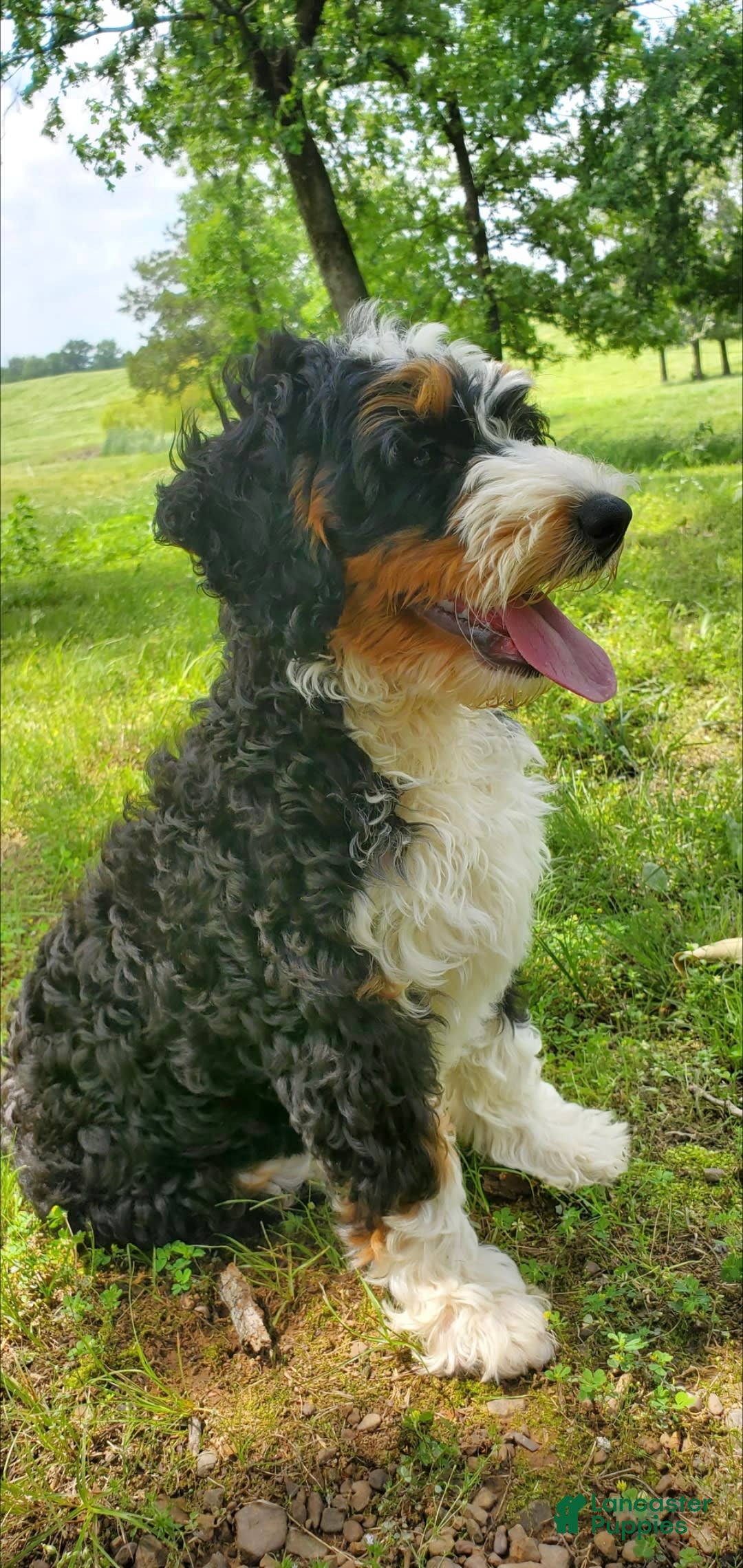 Mini Bernedoodle dogs for sale: Poppy - Image 1