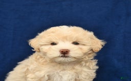 Shihpoo dogs for sale: Jack - Image 5