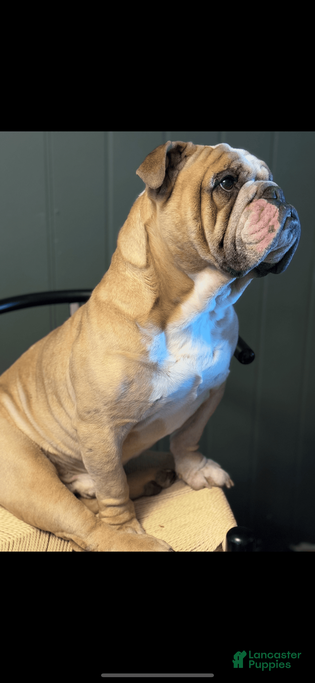 English Bulldog dogs for sale: Mr. Mans Jr. - Image 10
