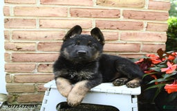 German Shepherd dogs for sale: Maverick - Image 3
