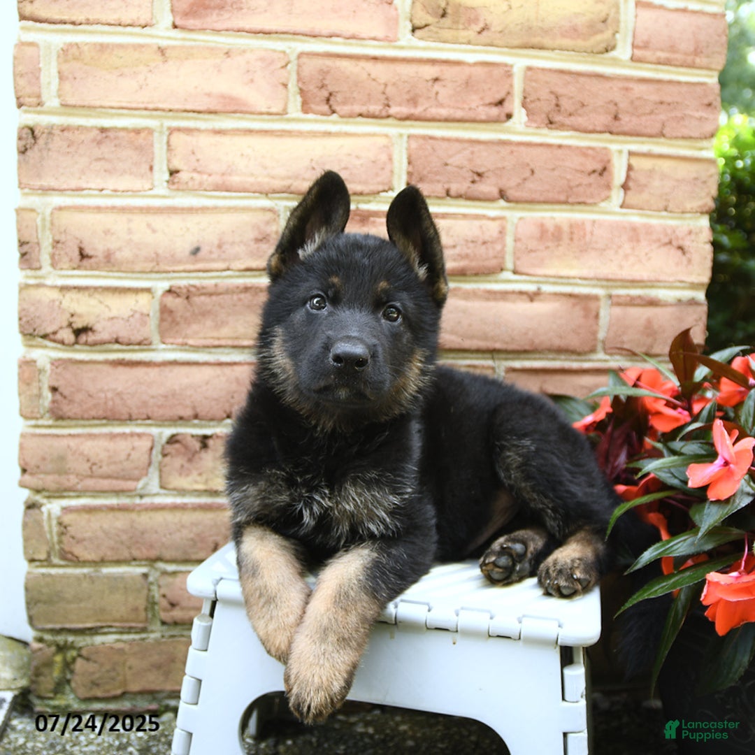 German Shepherd dogs for sale: Maverick - Image 3