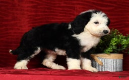 Sheepadoodle dogs for sale: Molly - Image 6