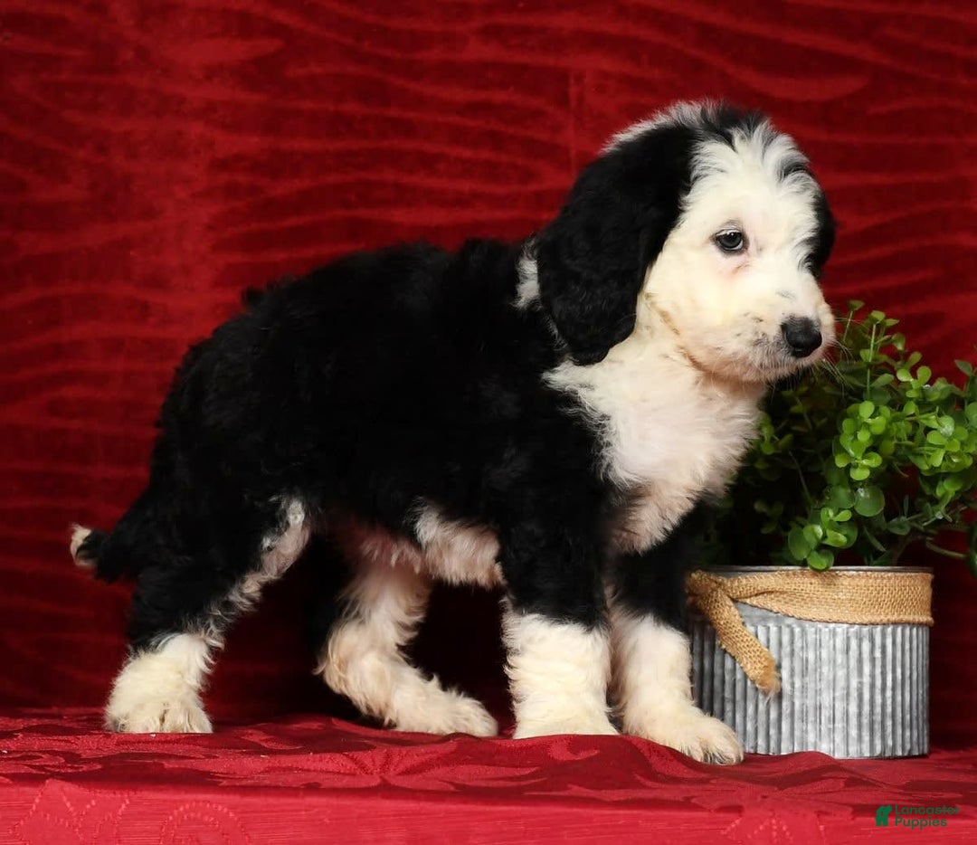 Sheepadoodle dogs for sale: Molly - Image 6