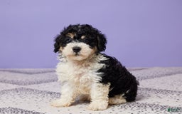 Miniature Poodle dogs for sale: Chase - Image 5