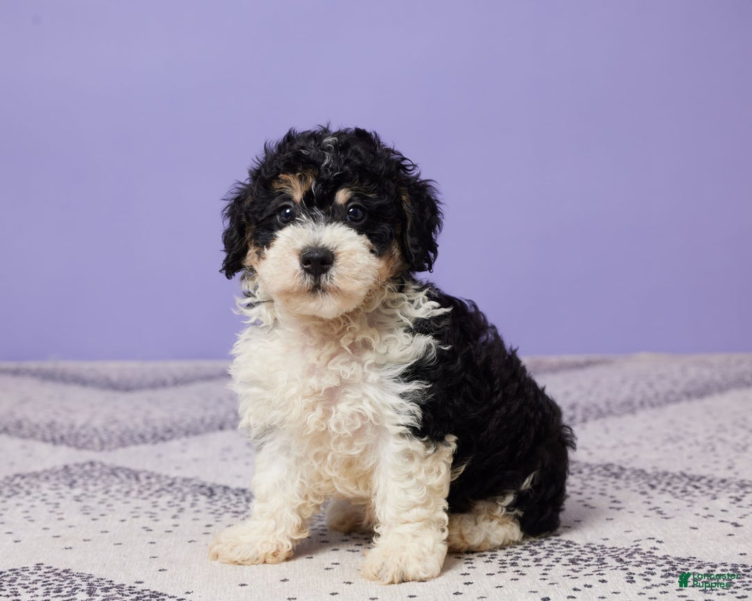 Miniature Poodle dogs for sale: Chase - Image 5