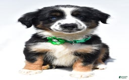 Miniature Australian Shepherd dogs for sale: Twinkle - Image 1